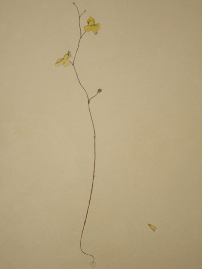 Utricularia_32
